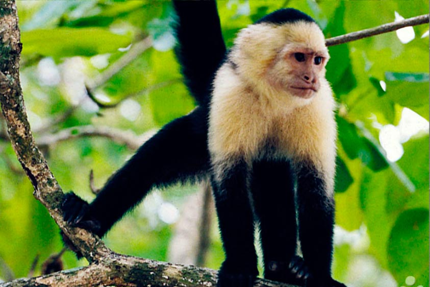 Mono en Costa Rica